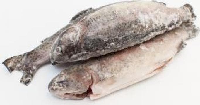 PESTE COD CU CAP PG